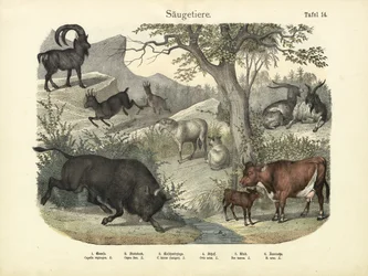 Zoogdieren, c.1860